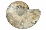 Cut & Polished Ammonite Fossil (Half) - Madagascar #191561-1